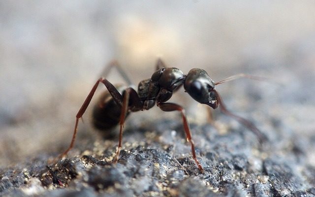 mrówki w mieszkaniu i w domu